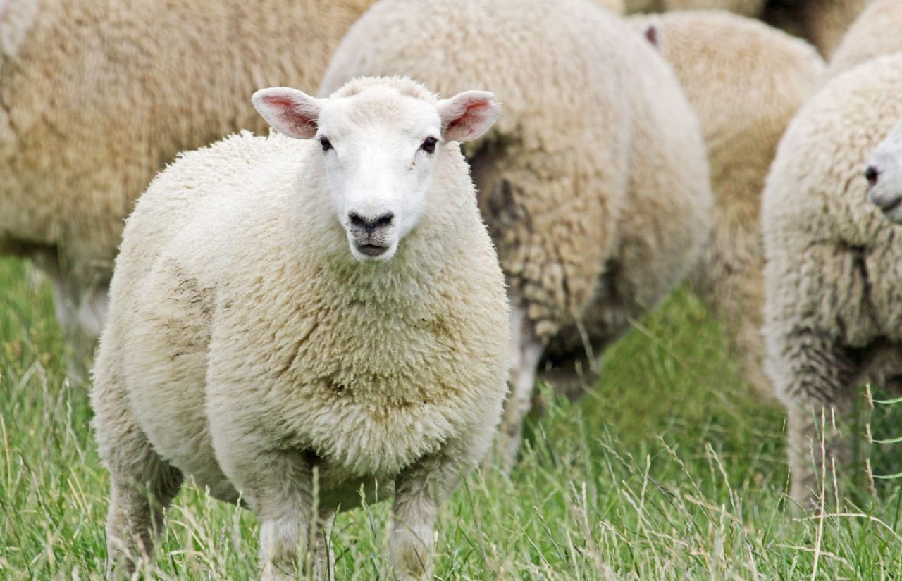 Alarwool - custom woven carpets - oveja3